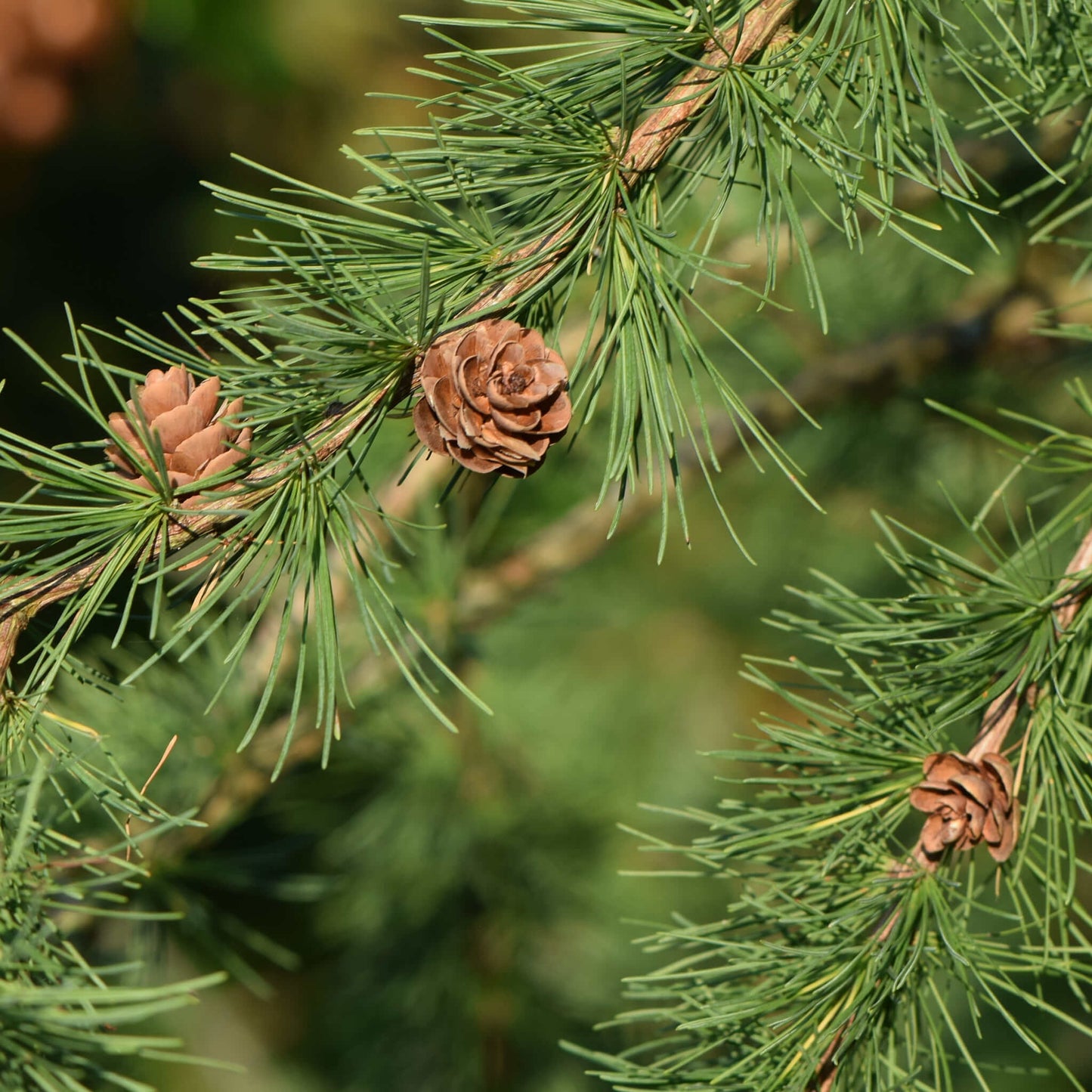 
                  
                    Semences - Mélèze laricin
                  
                