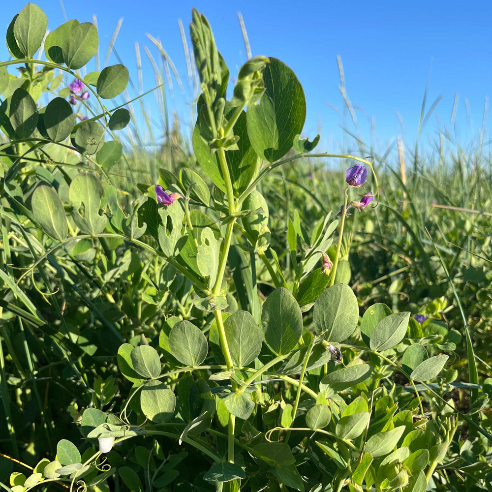 
                  
                    Semences - Gesse maritime (pois de mer)
                  
                