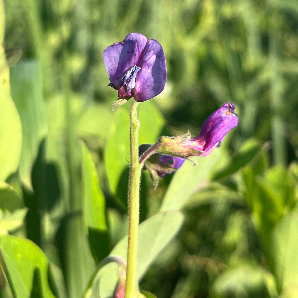 
                  
                    Semences - Gesse maritime (pois de mer)
                  
                