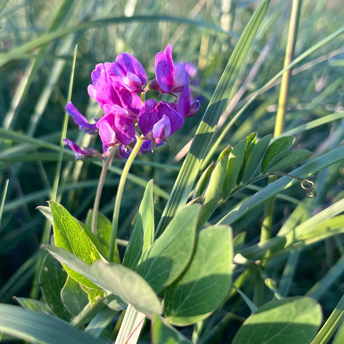
                  
                    Semences - Gesse maritime (pois de mer)
                  
                