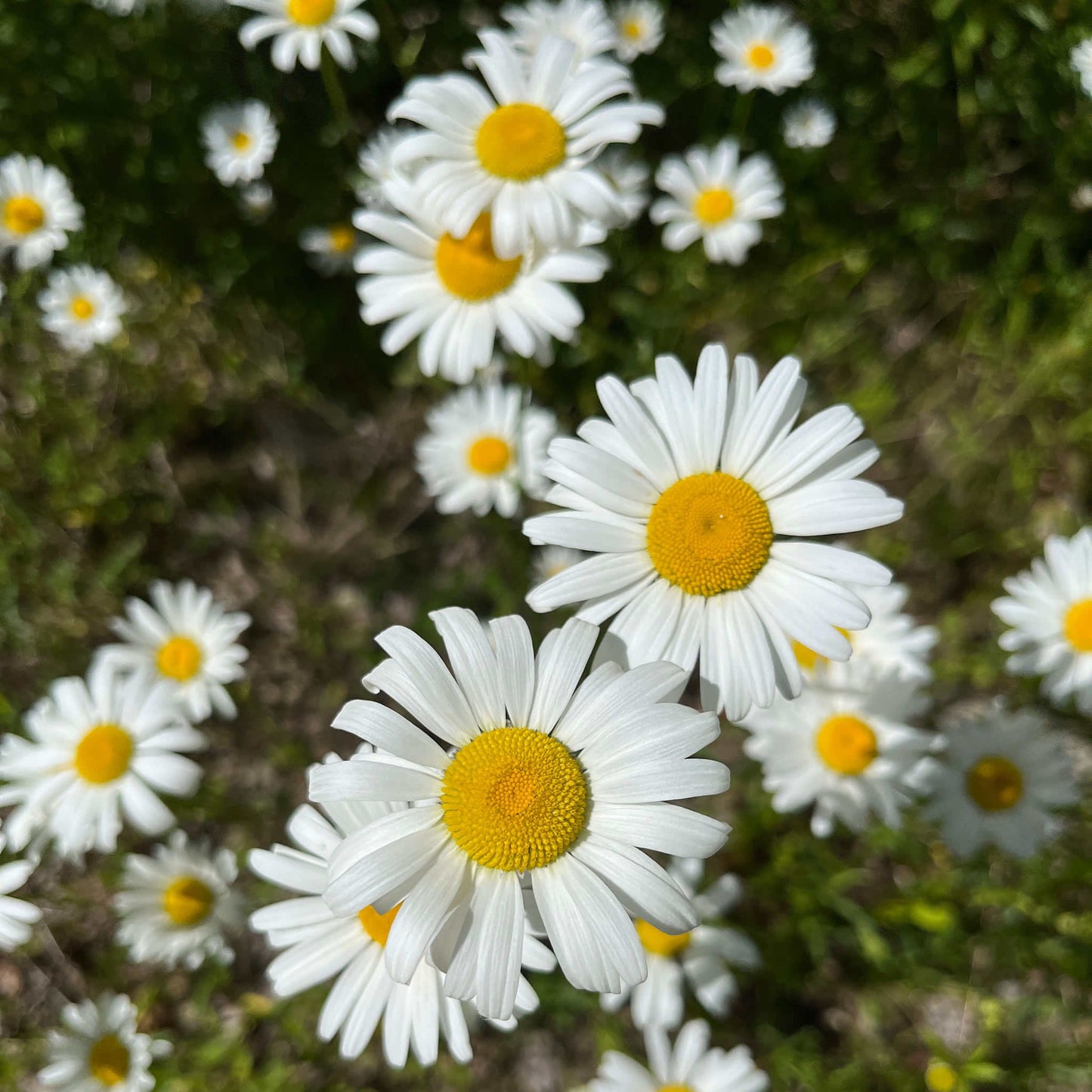 
                  
                    Semences - Marguerite blanche
                  
                