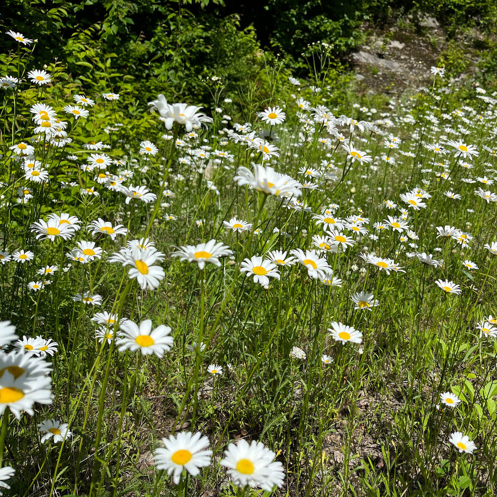 Semences - Marguerite blanche