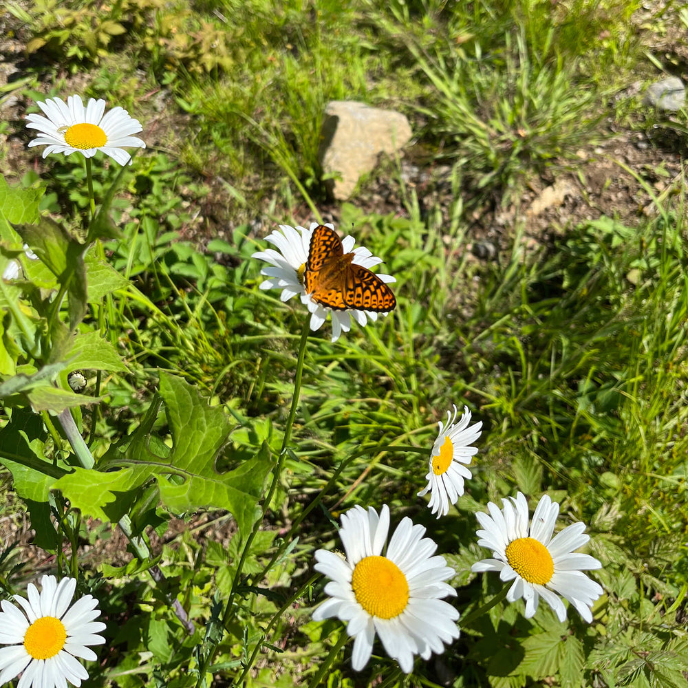 
                  
                    Seeds - Oxeye Daisy
                  
                