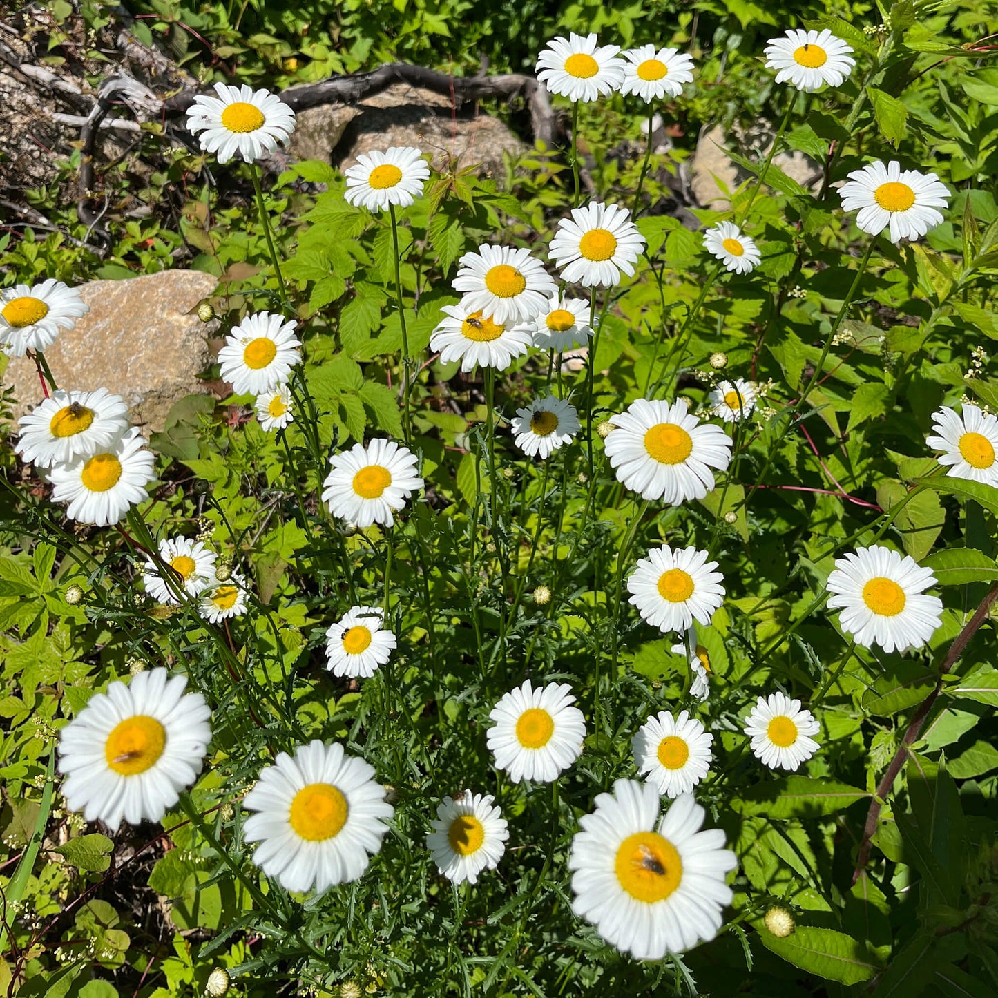 
                  
                    Semences - Marguerite blanche
                  
                