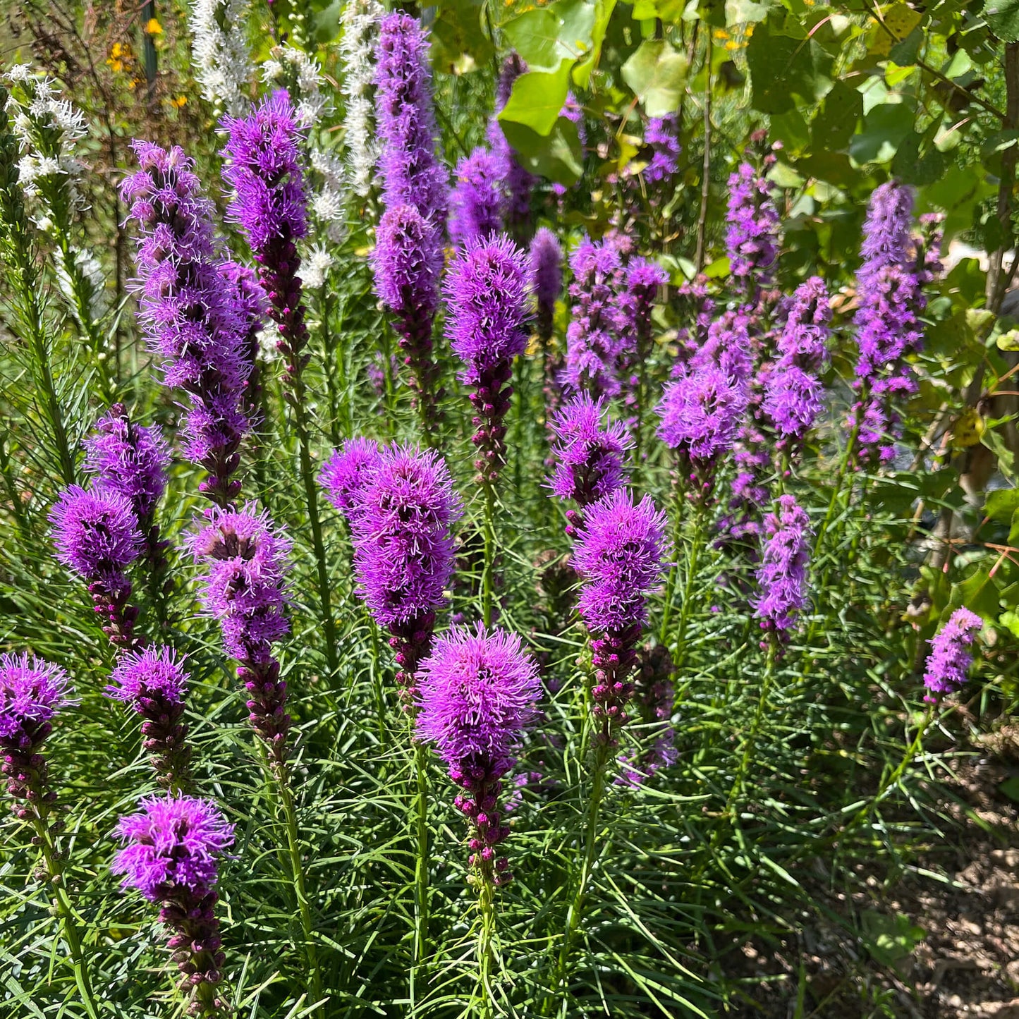 
                  
                    Seeds - Dense Blazing Star
                  
                