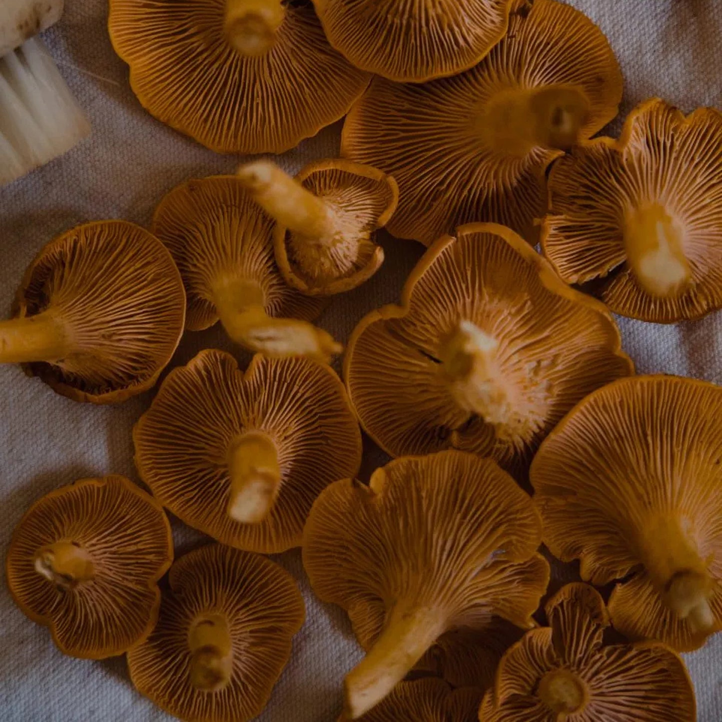 
                  
                    Wild Grocery - Quebec Dehydrated Chanterelles
                  
                