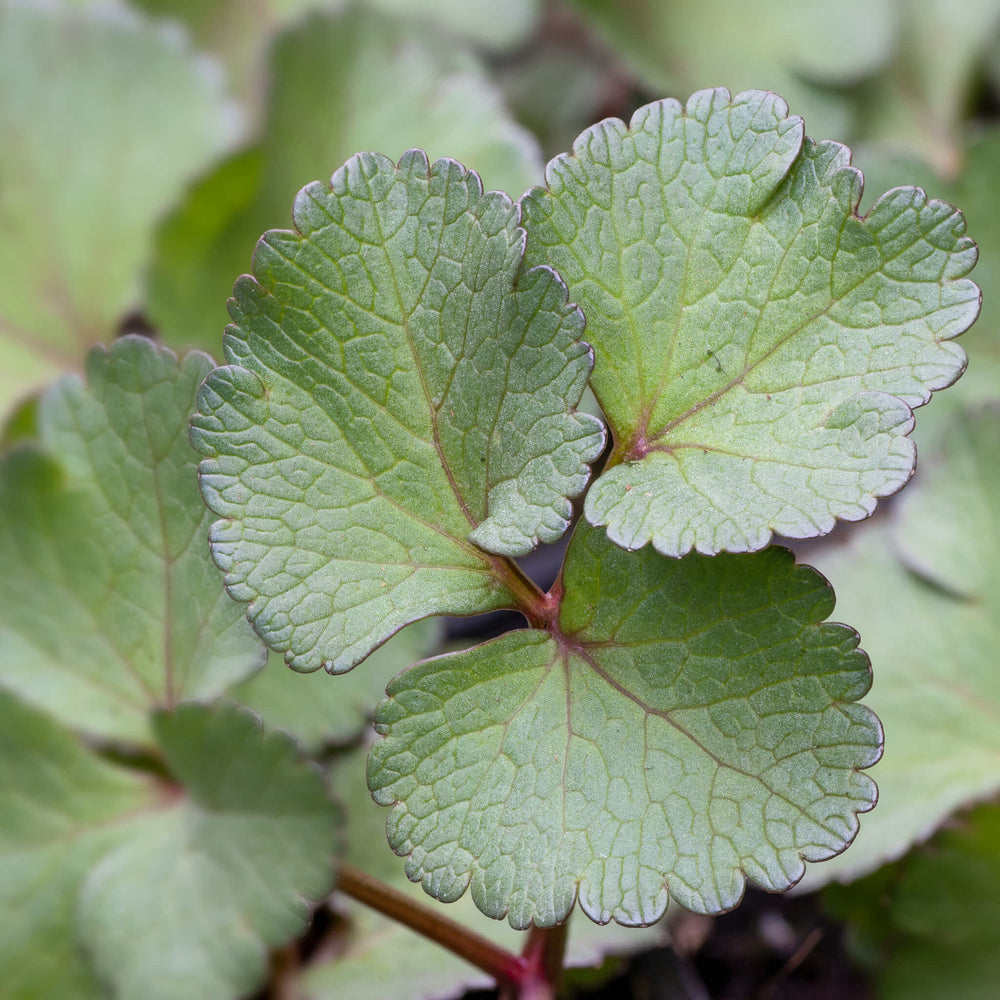 
                  
                    Seeds - Scotch Lovage
                  
                