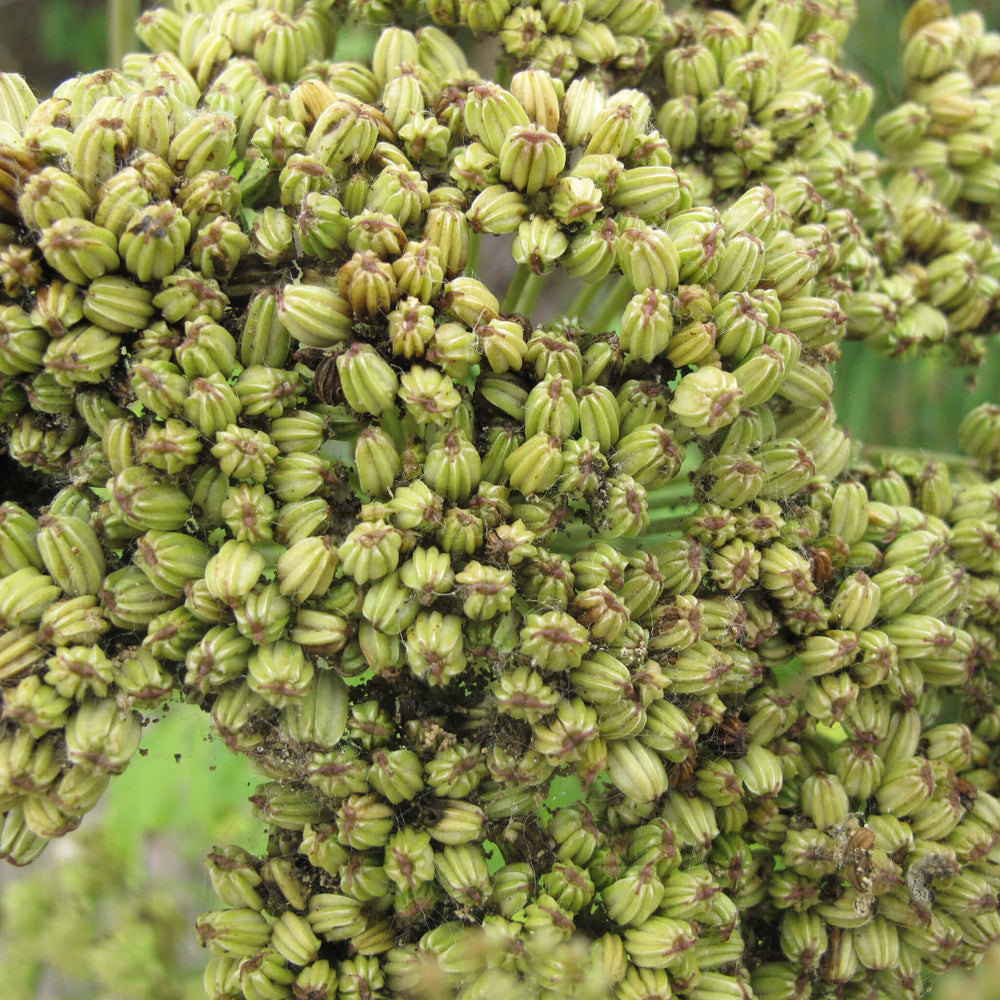 
                  
                    Semences - Livèche d'Écosse (Persil de mer)
                  
                