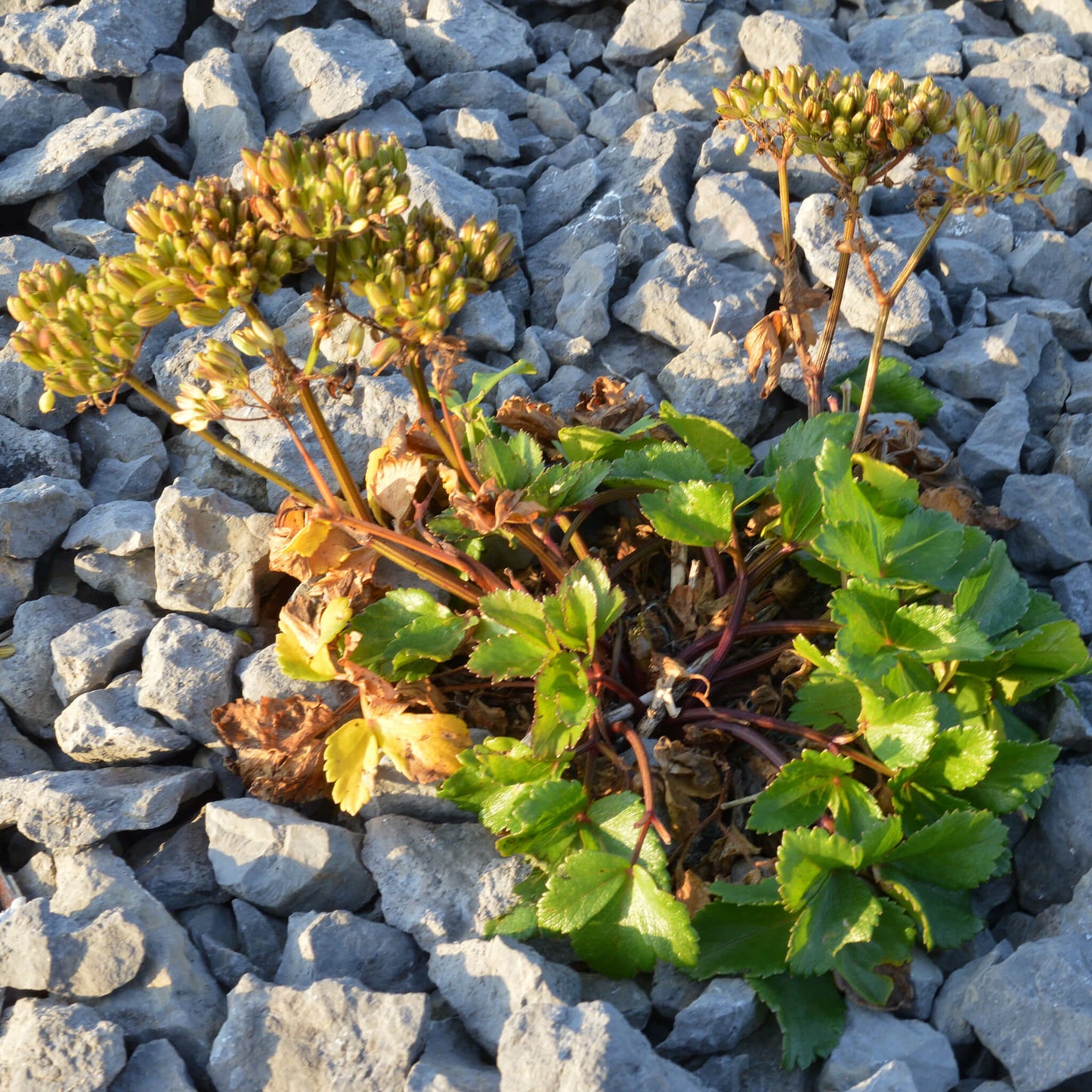 
                  
                    Semences - Livèche d'Écosse (Persil de mer)
                  
                