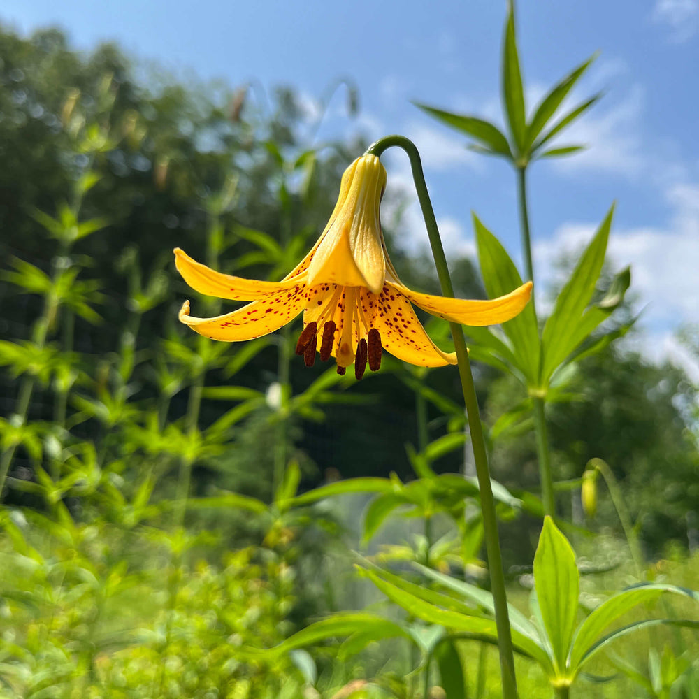 
                  
                    Seeds - Canada Lily
                  
                