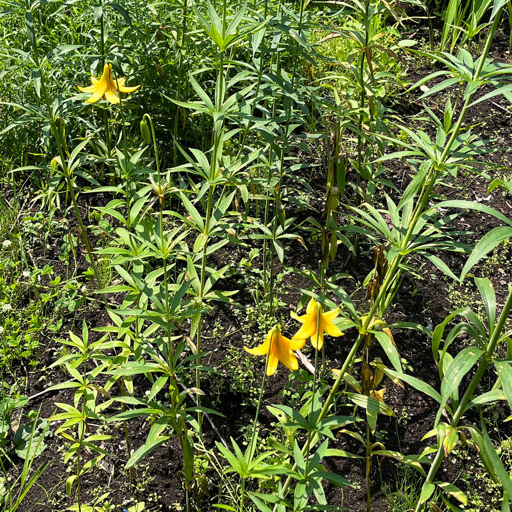 
                  
                    Seeds - Canada Lily
                  
                