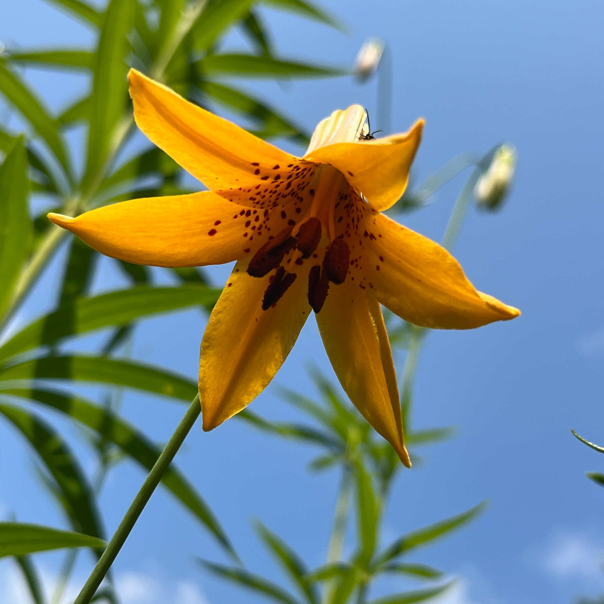 canada lily flower Canada Lily Seeds