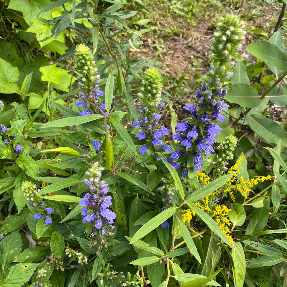 
                  
                    Semences - Lobélie bleue
                  
                