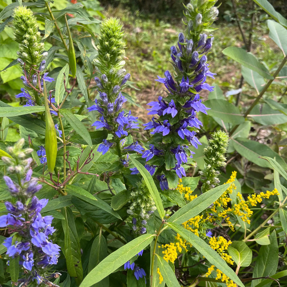 
                  
                    Semences - Lobélie bleue
                  
                