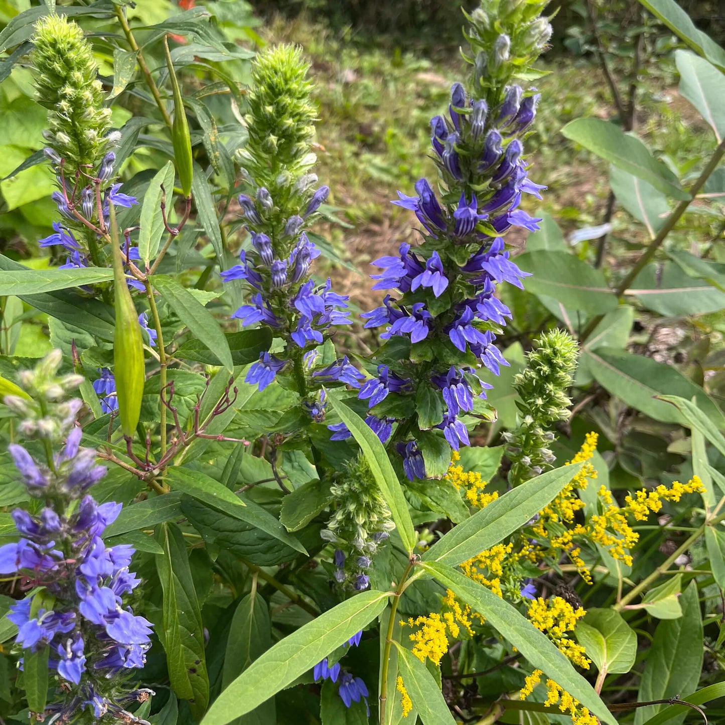 
                  
                    Semences - Lobélie bleue
                  
                