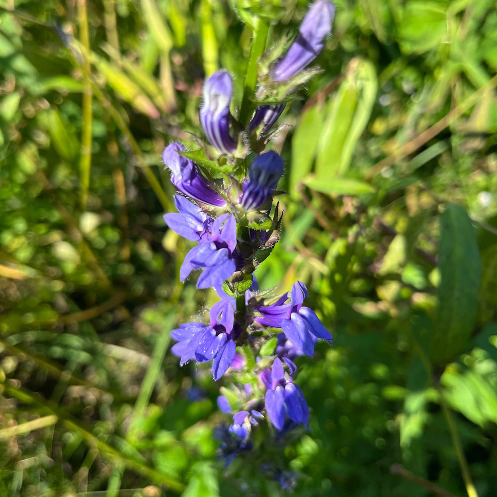Semences - Lobélie bleue