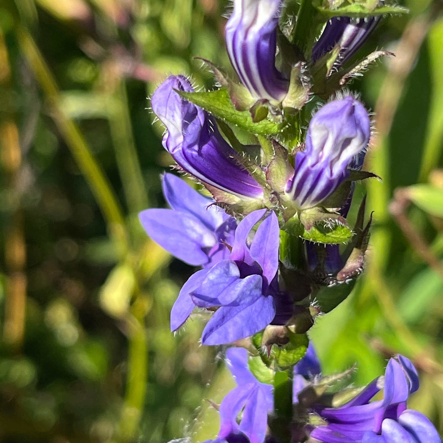 
                  
                    Semences - Lobélie bleue
                  
                