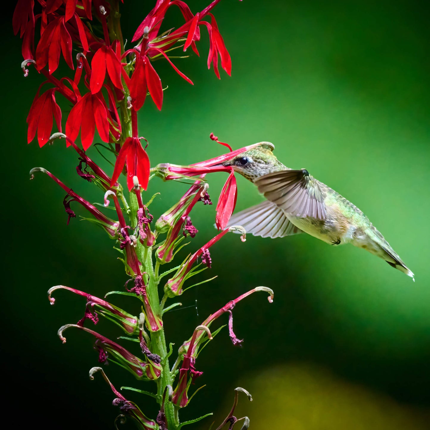 Oiseau mouche s'abreuvant de nectar de lobélie cardinale - Lobelia cardinalis