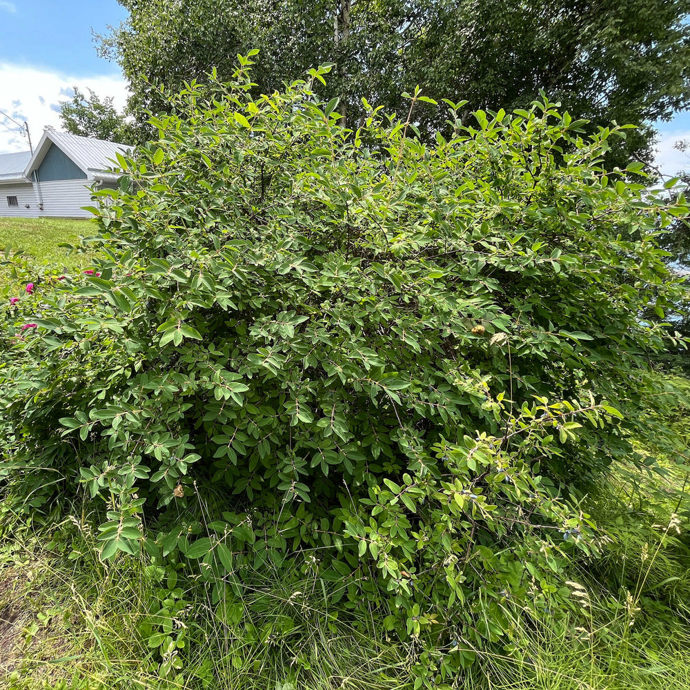 lonicera caerulea borealis Haskap Seeds