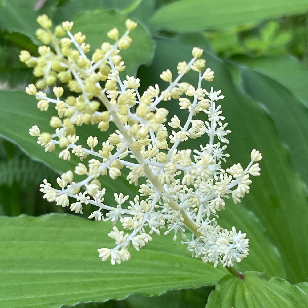 Semences - Smilacine à grappes