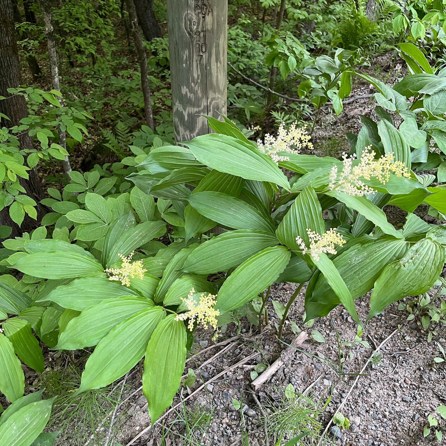 
                  
                    Semences stratifiées - Smilacine à grappes
                  
                