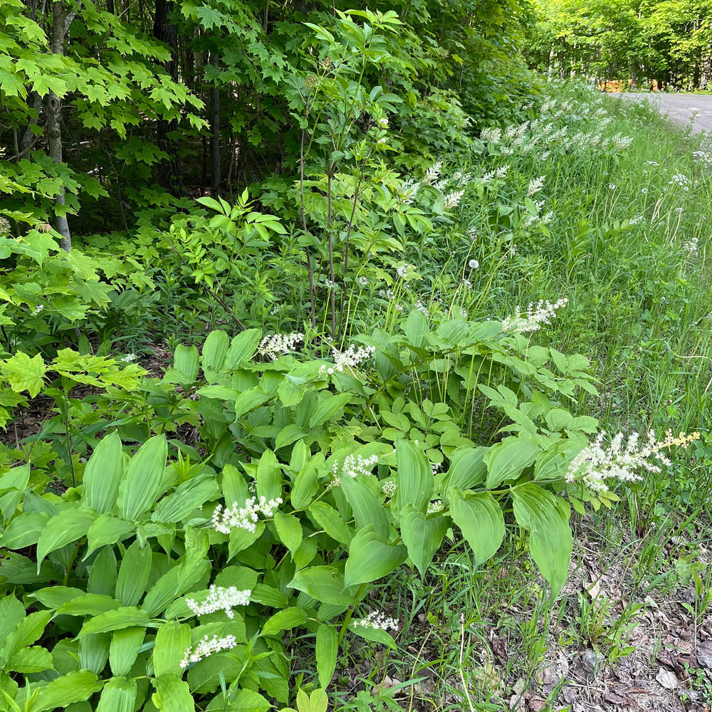 
                  
                    Semences stratifiées - Smilacine à grappes
                  
                