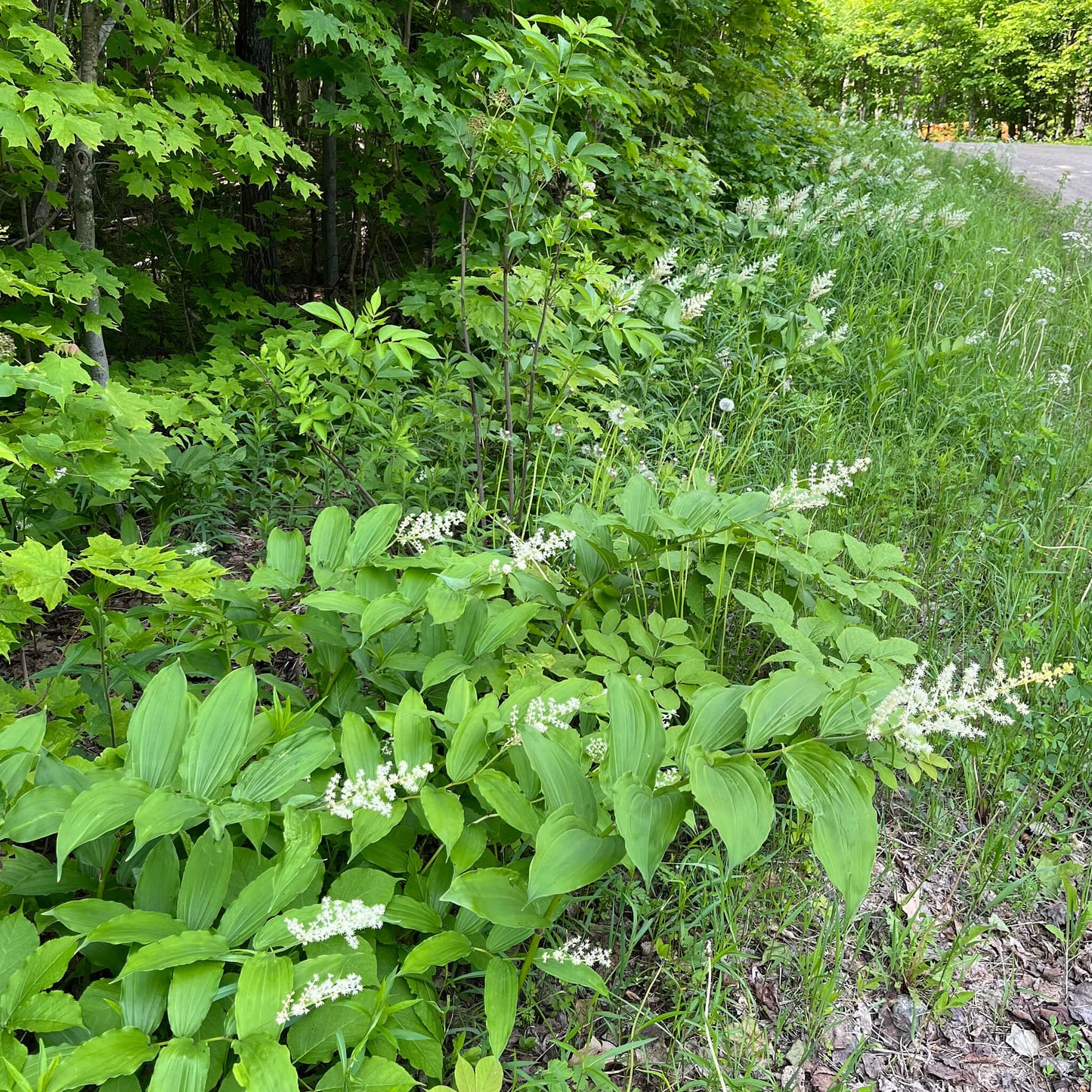
                  
                    Semences stratifiées - Smilacine à grappes
                  
                