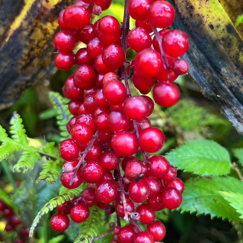 
                  
                    Semences - Smilacine à grappes
                  
                