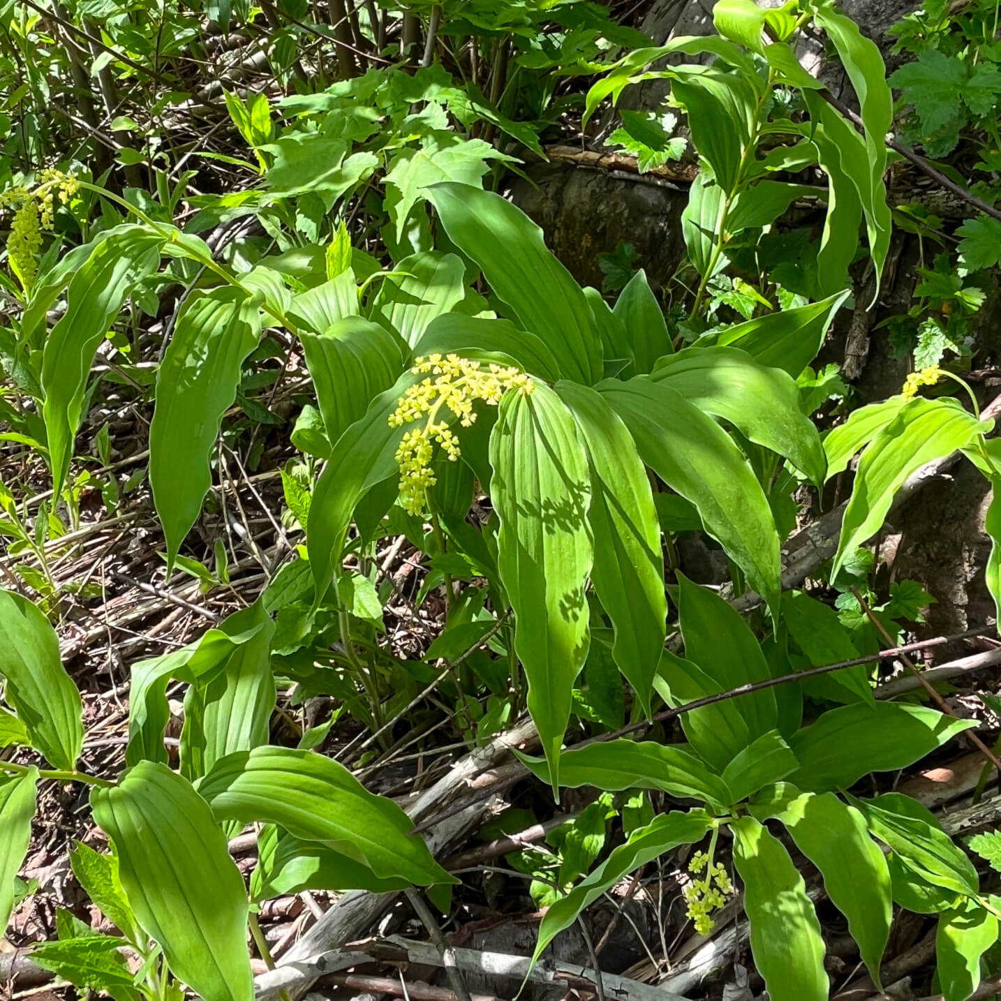 
                  
                    Semences - Smilacine à grappes
                  
                