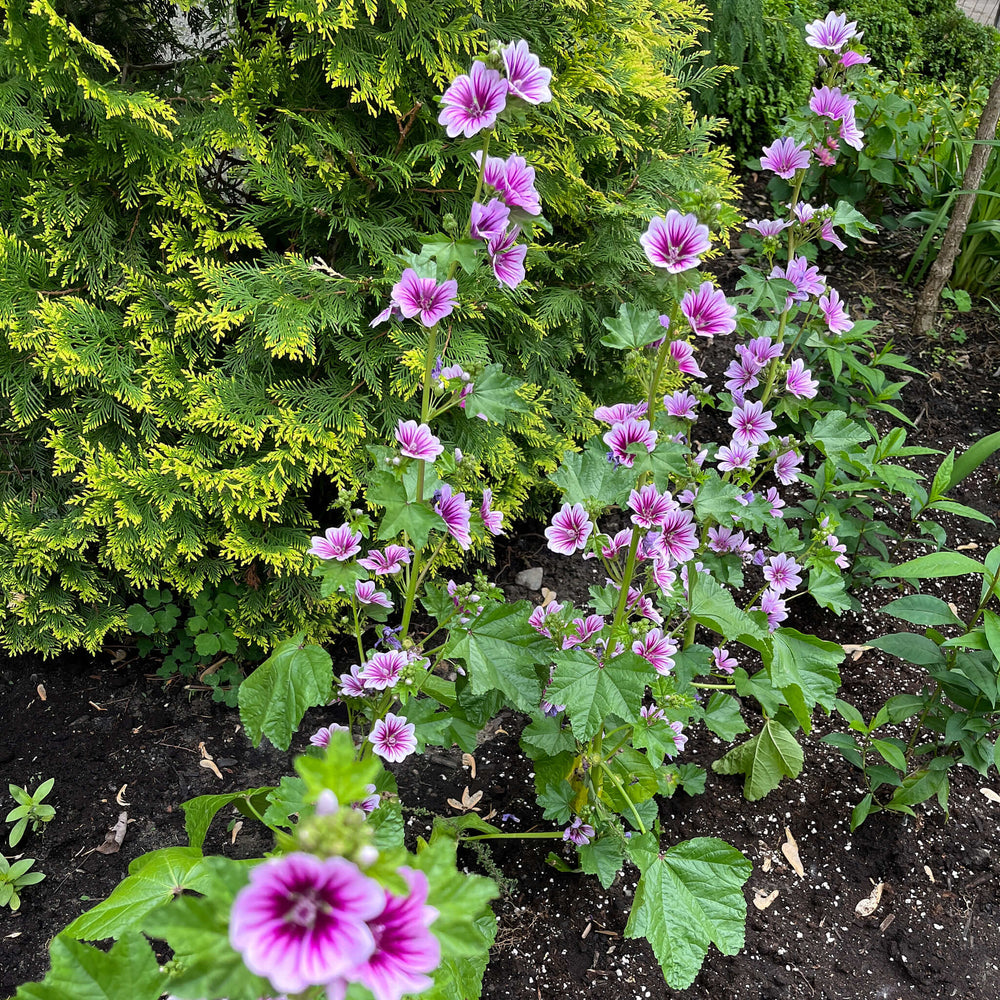 
                  
                    Semences - Mauve sylvestre ‘Zebrina’
                  
                