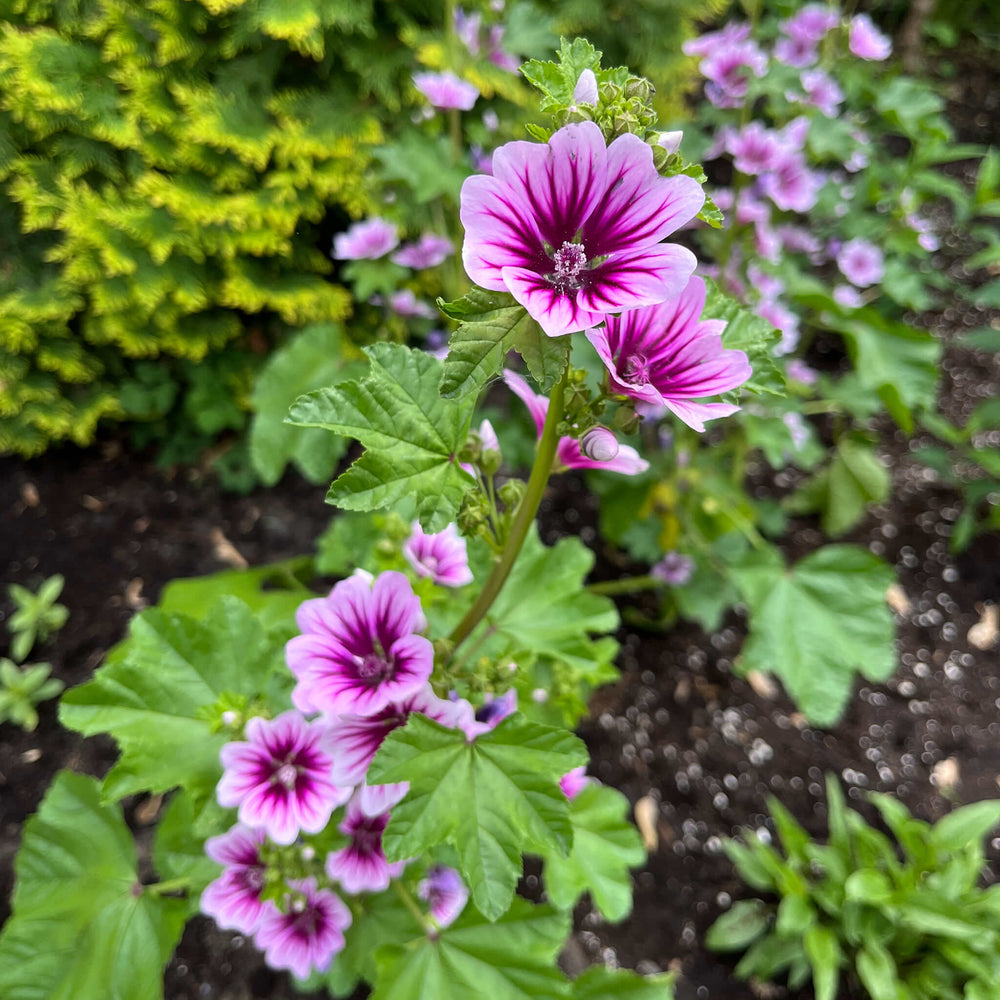 
                  
                    Semences - Mauve sylvestre ‘Zebrina’
                  
                