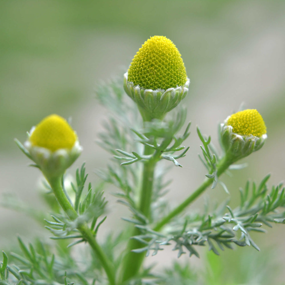 
                  
                    Semences - Matricaire odorante
                  
                