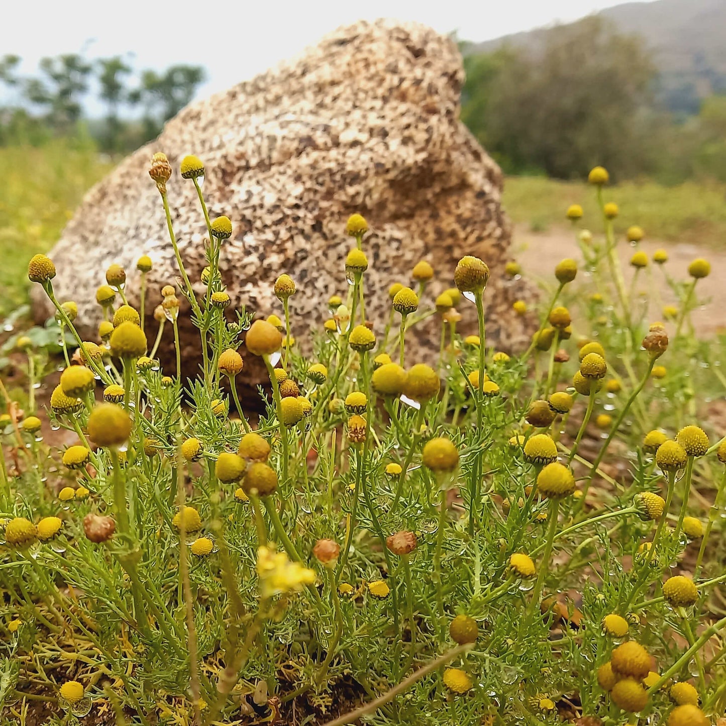
                  
                    Semences - Matricaire odorante
                  
                
