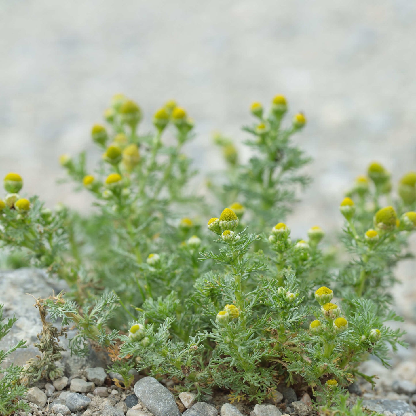 
                  
                    Semences - Matricaire odorante
                  
                