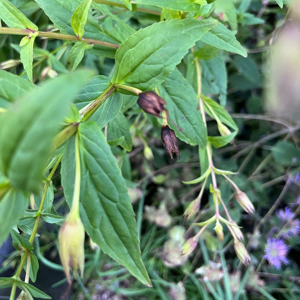 Allegheny Monkeyflower Seeds - Mimulus ringens