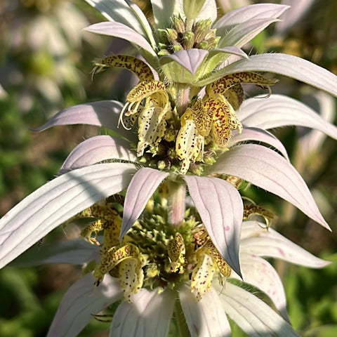 Seeds - Dotted Mint
