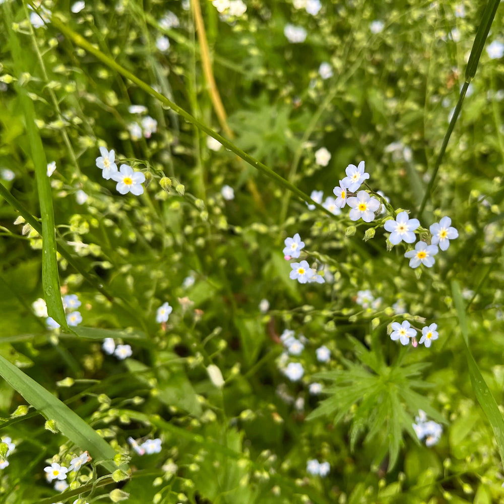 Semences - Myosotis laxiflore
