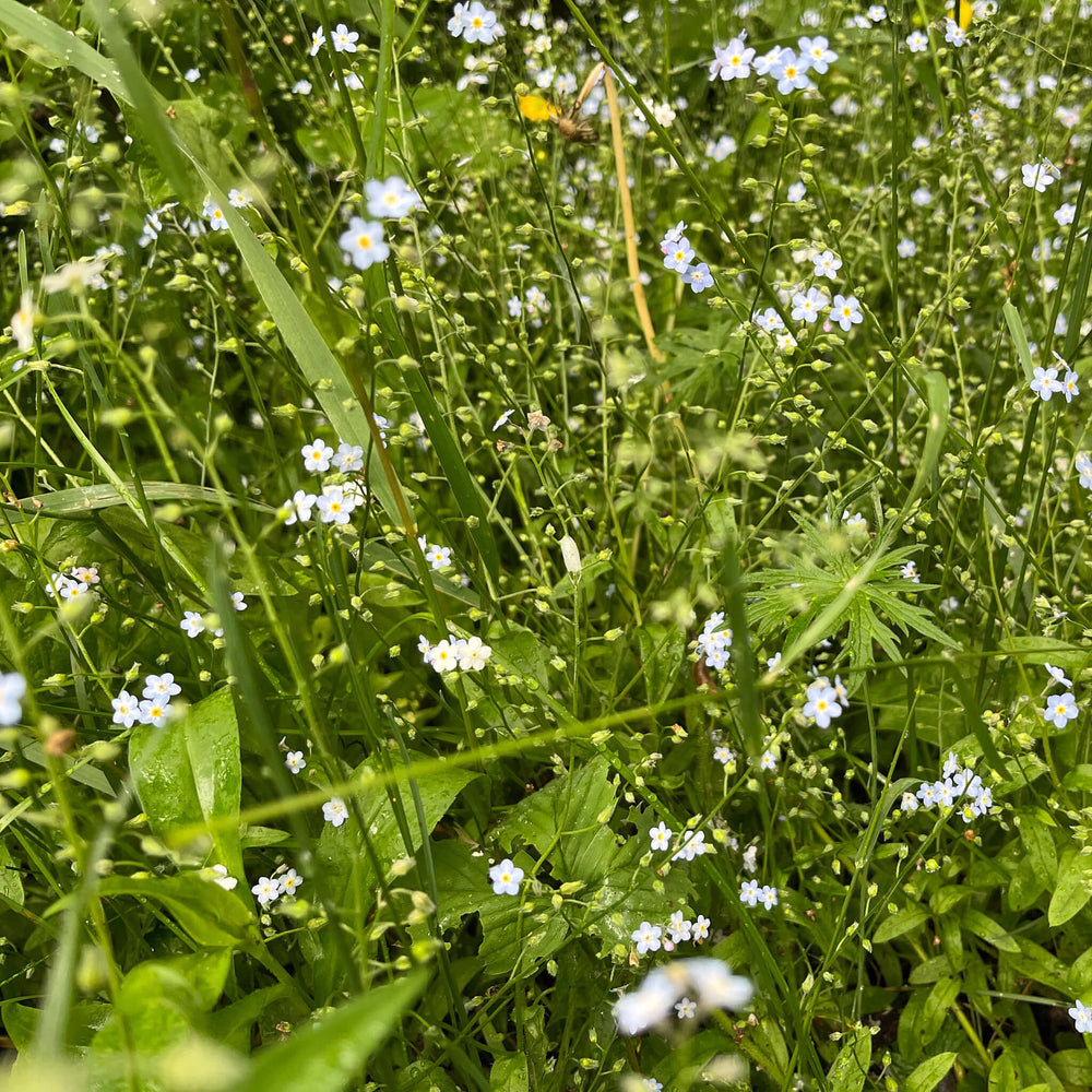 
                  
                    Semences - Myosotis laxiflore
                  
                