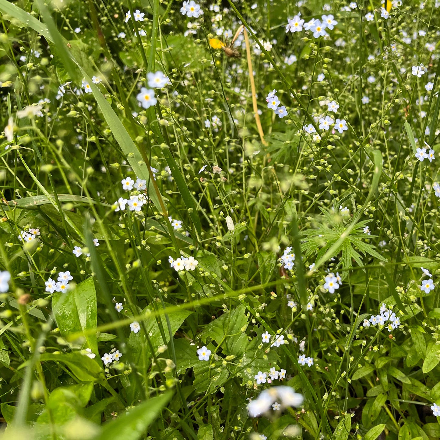 
                  
                    Semences - Myosotis laxiflore
                  
                