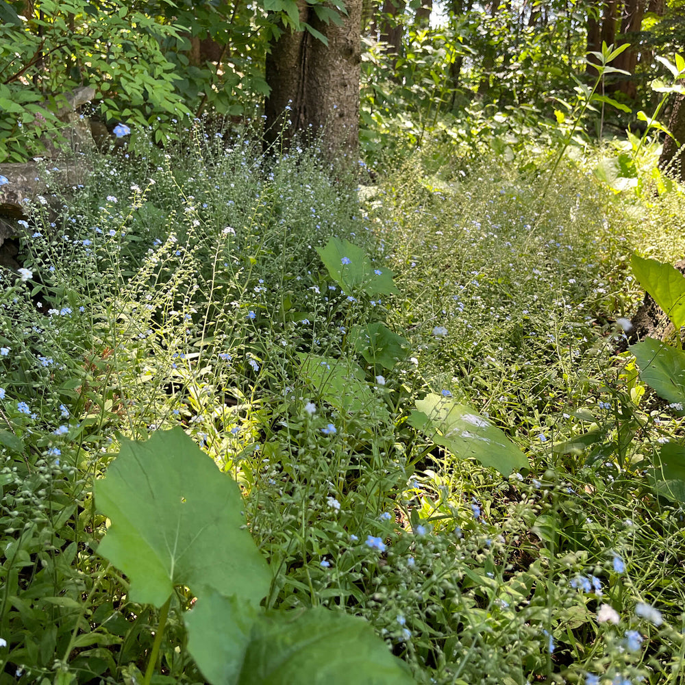 
                  
                    Semences - Myosotis laxiflore
                  
                
