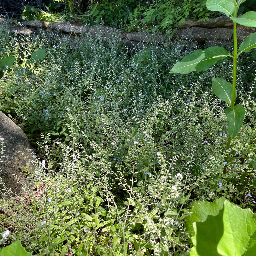 
                  
                    Semences - Myosotis laxiflore
                  
                