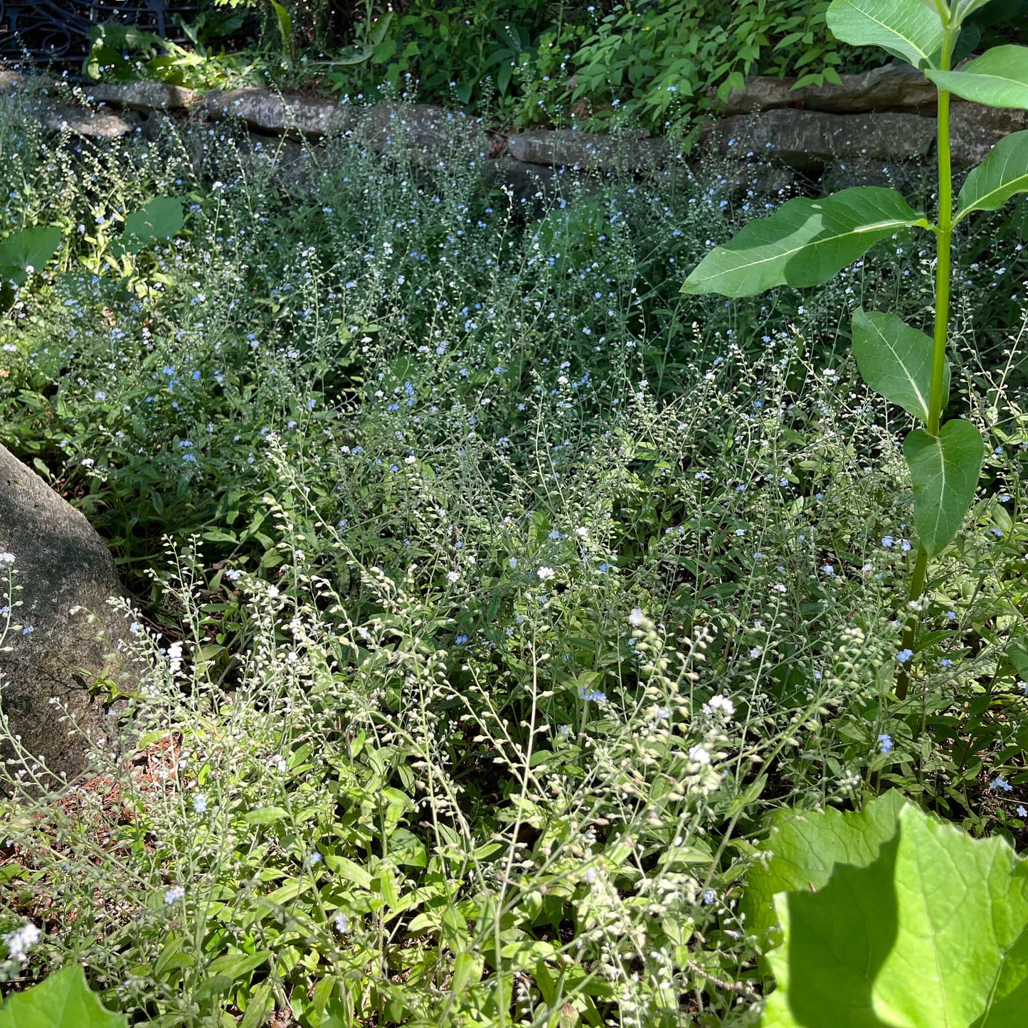 
                  
                    Semences - Myosotis laxiflore
                  
                