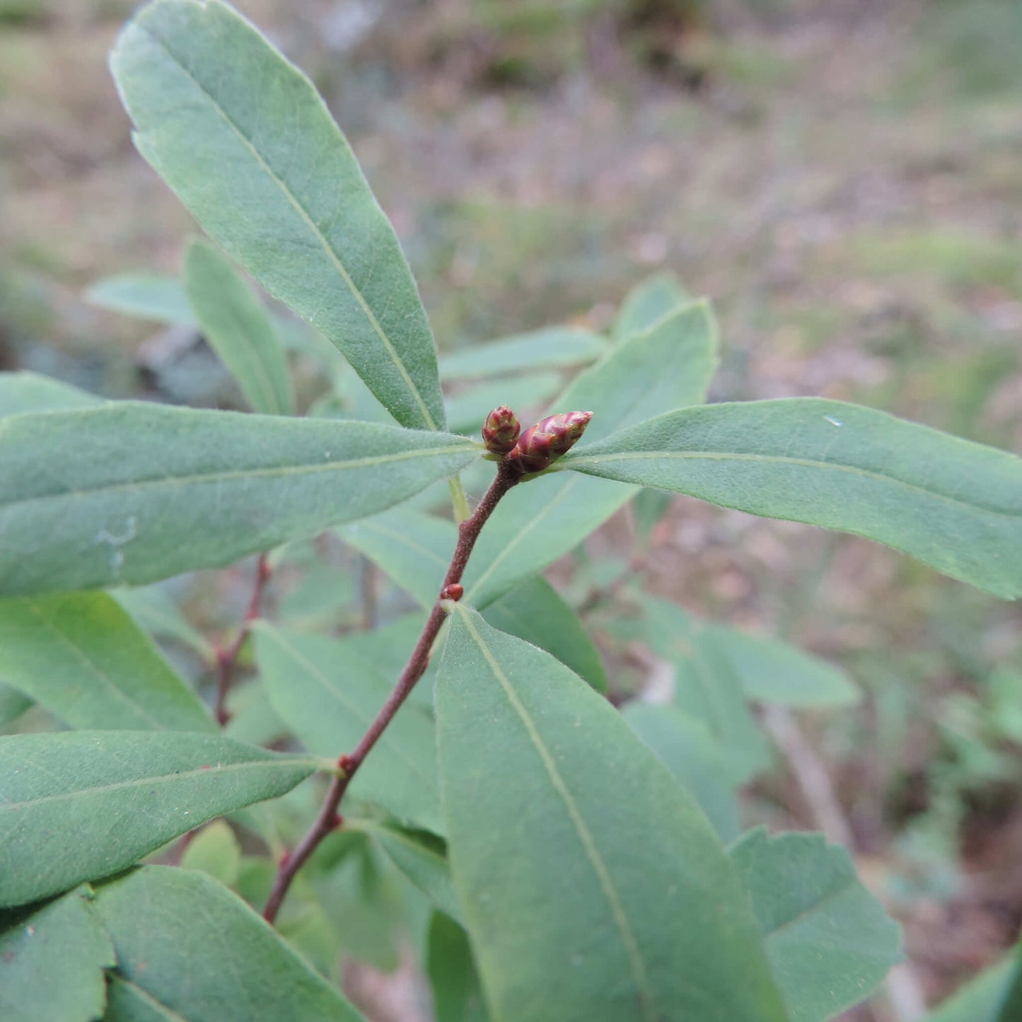 
                  
                    Semences - Myrique baumier
                  
                