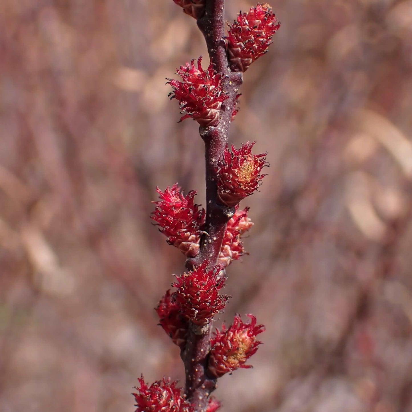 
                  
                    Semences - Myrique baumier
                  
                