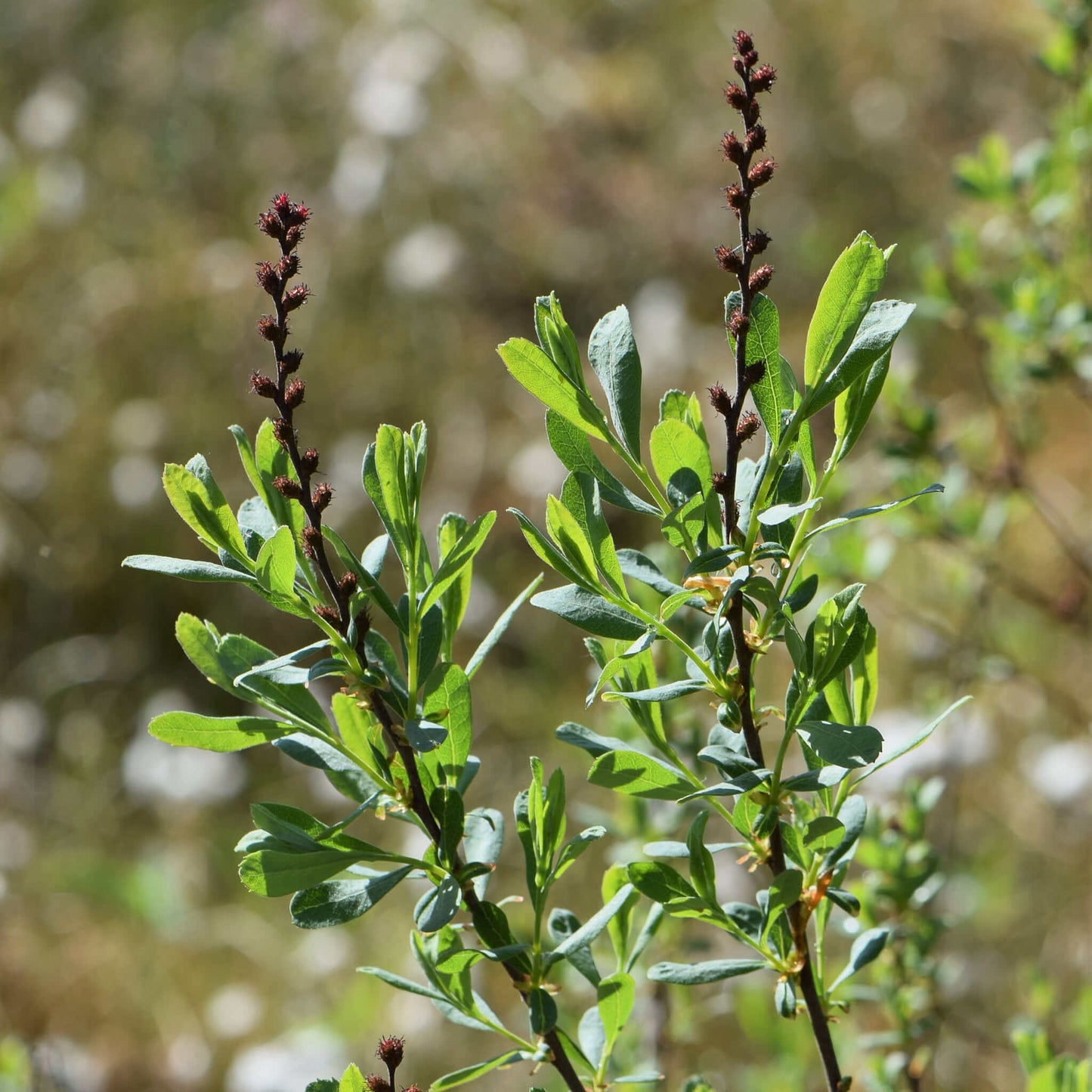 
                  
                    Semences - Myrique baumier
                  
                