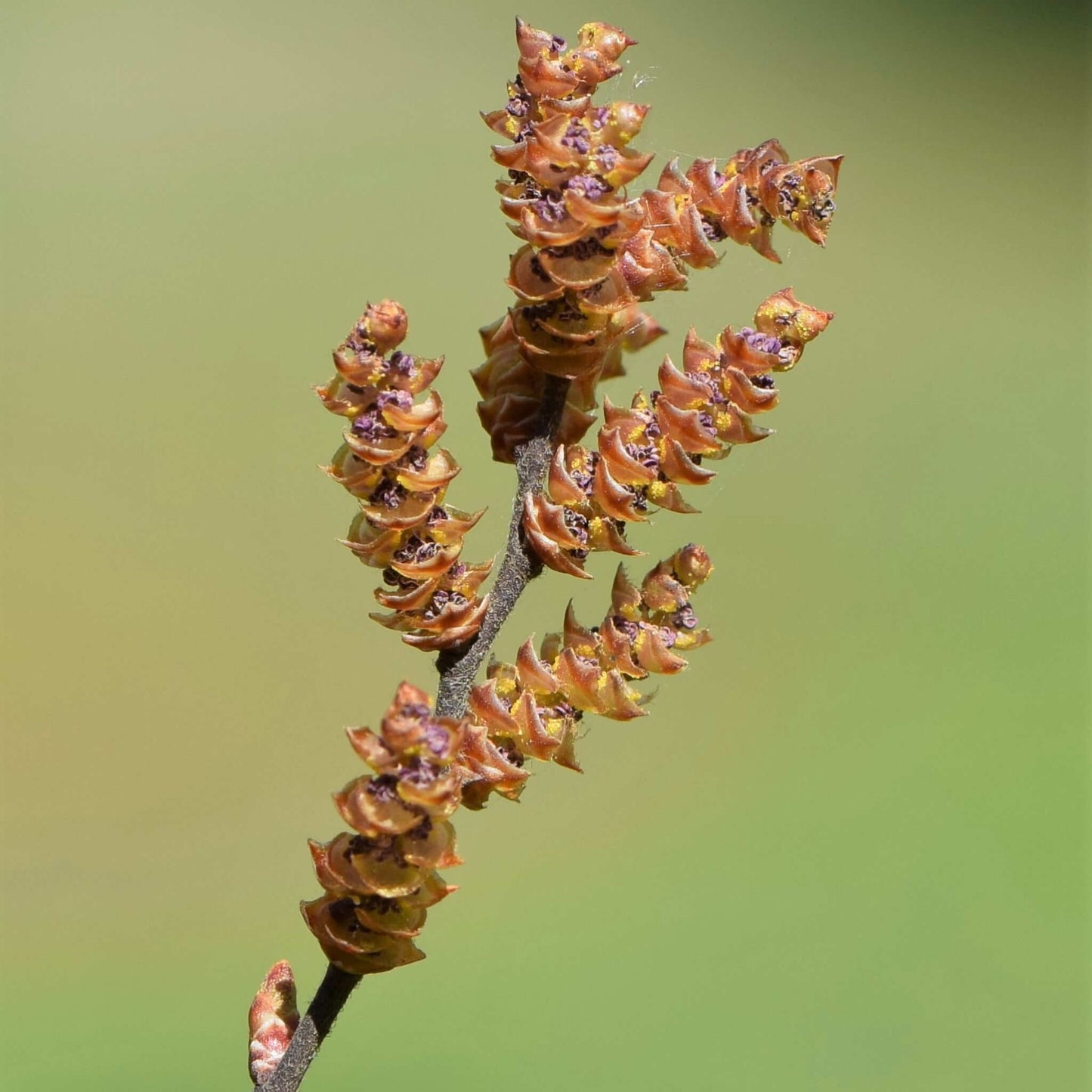 
                  
                    Semences - Myrique baumier
                  
                