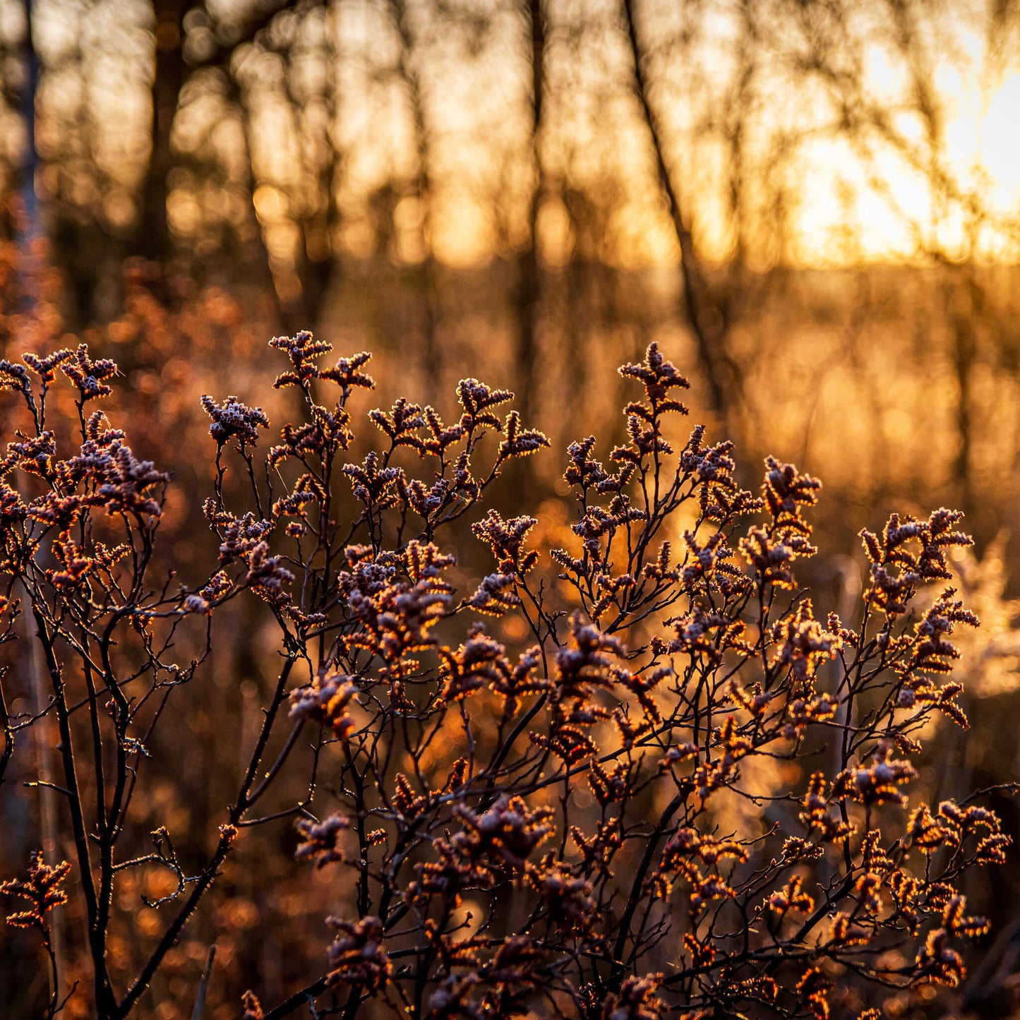 
                  
                    Semences - Myrique baumier
                  
                