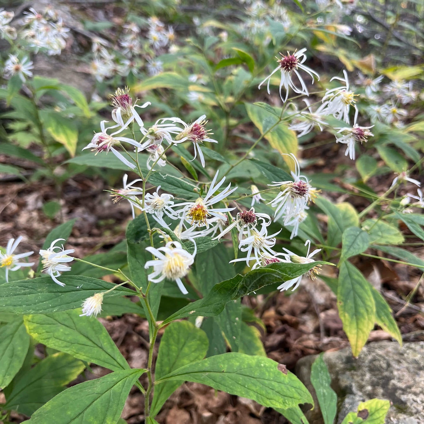 
                  
                    Semences - Aster acuminé
                  
                