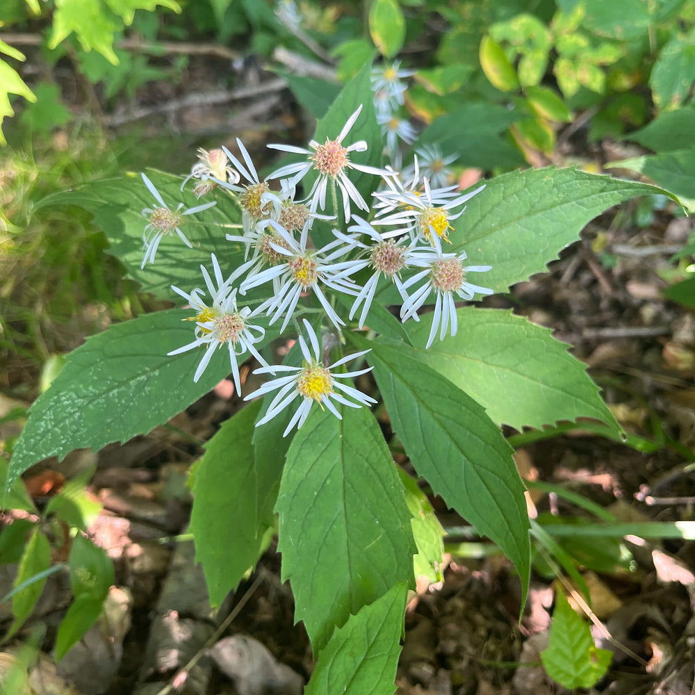 
                  
                    Semences - Aster acuminé
                  
                