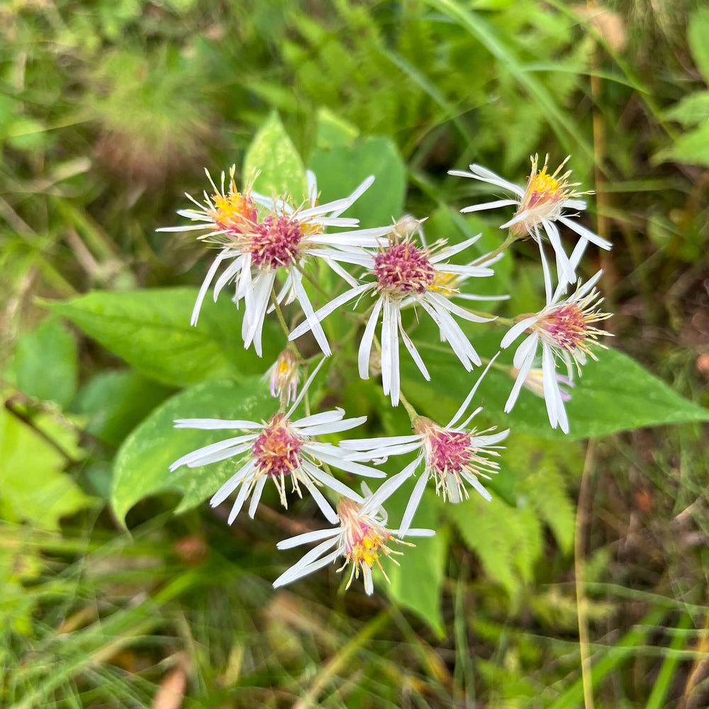 Semences - Aster acuminé